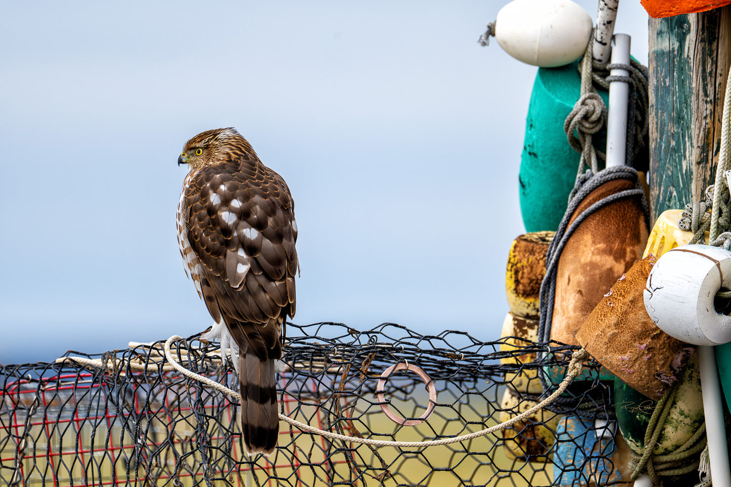 The Marina Marksman — A Cooper's Hawk perched on the wire mesh of a crab pot, with a colorful stack of weathered buoys in the background under an overcast sky.