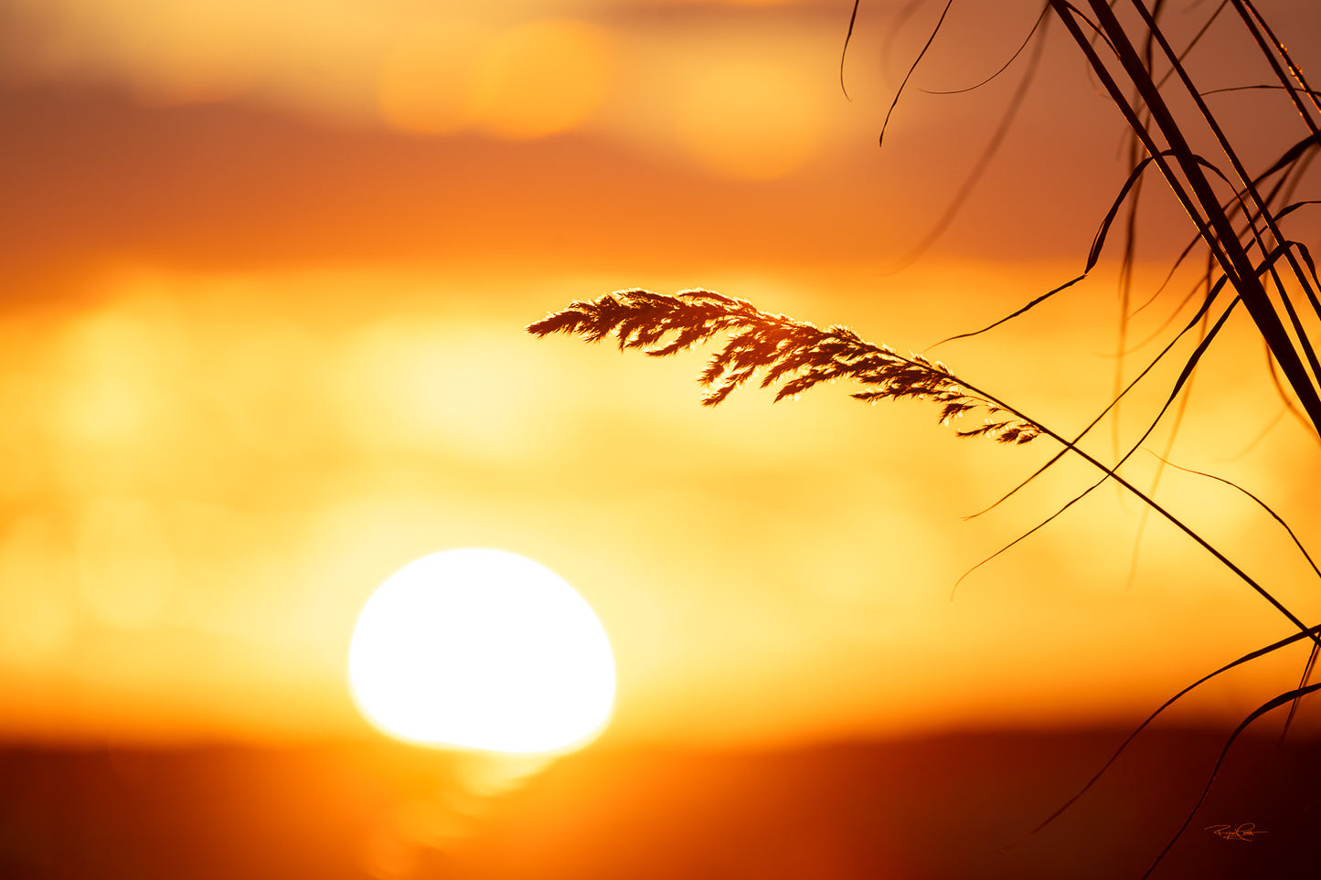 The Golden Whisper — A close-up of a single plume of marsh grass silhouetted against a massive, bright orange setting sun with soft, glowing bokeh circles in the background.