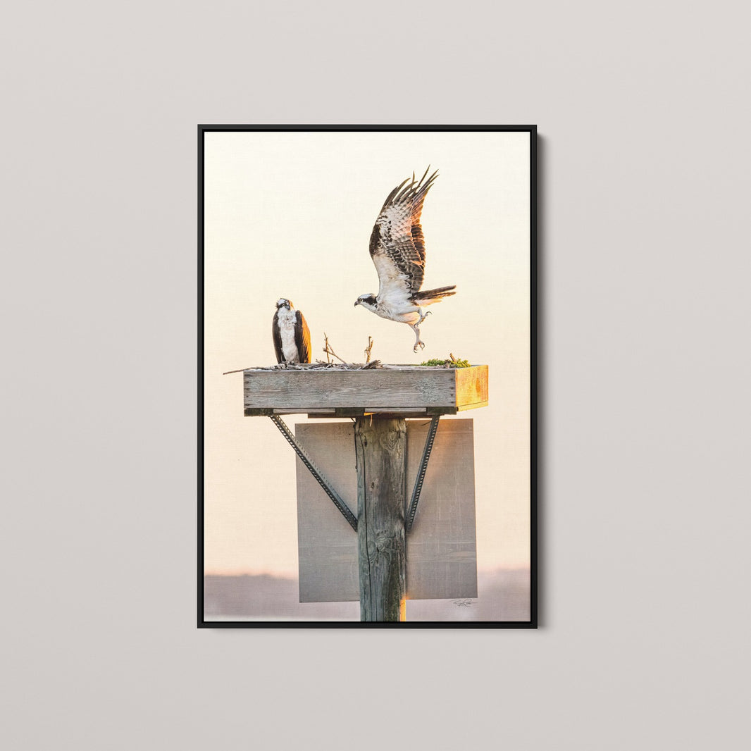 Golden Takeoff (Open Edition)