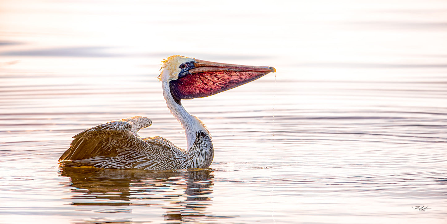 The Golden Gular — A profile shot of a Brown Pelican floating on high-key water, with its beak closed but the large throat pouch expanded and translucent, illuminated by golden sunlight from behind.