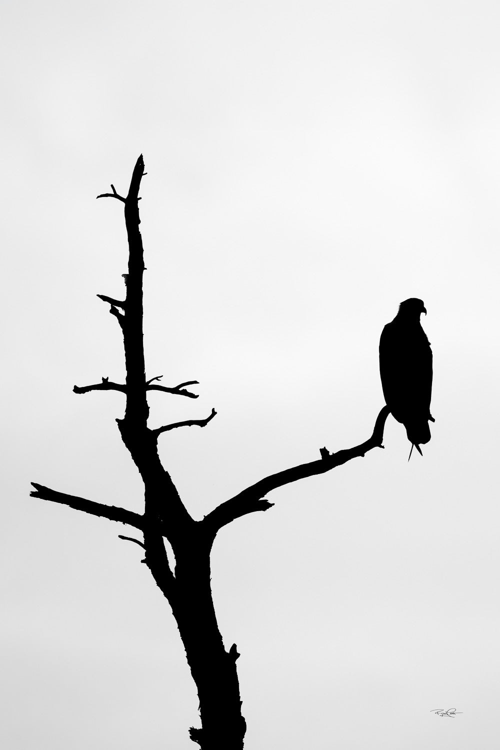The Silent Watcher