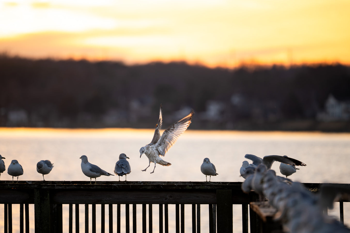 The Sunset Descent — A Ring-billed Gull with its wings arched and talons dropping, silhouetted against a brilliant yellow and orange sunset while preparing to land on a wooden pier among a row of perched gulls.