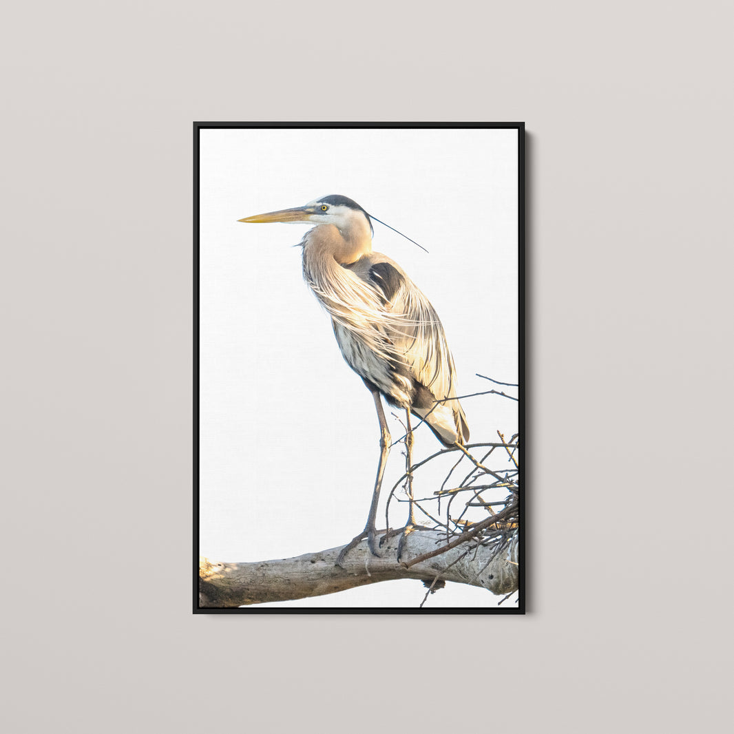 The Shaggy Sentinel (Limited Edition) — Black framed canvas mockup