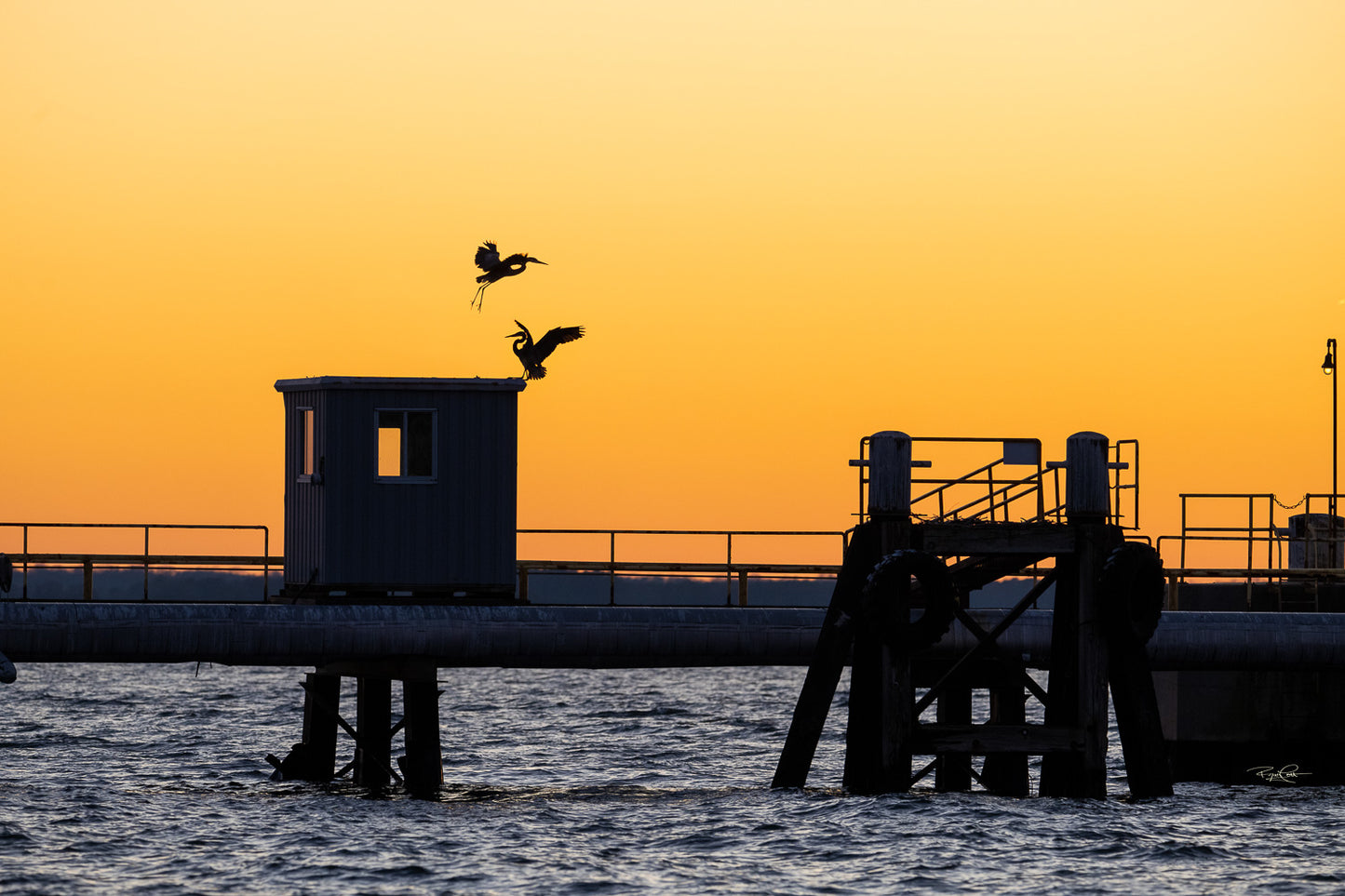 The Sunset Summit — A silhouette of two Great Blue Herons interacting atop a pier structure, set against a vibrant, solid orange sunset sky over the water.