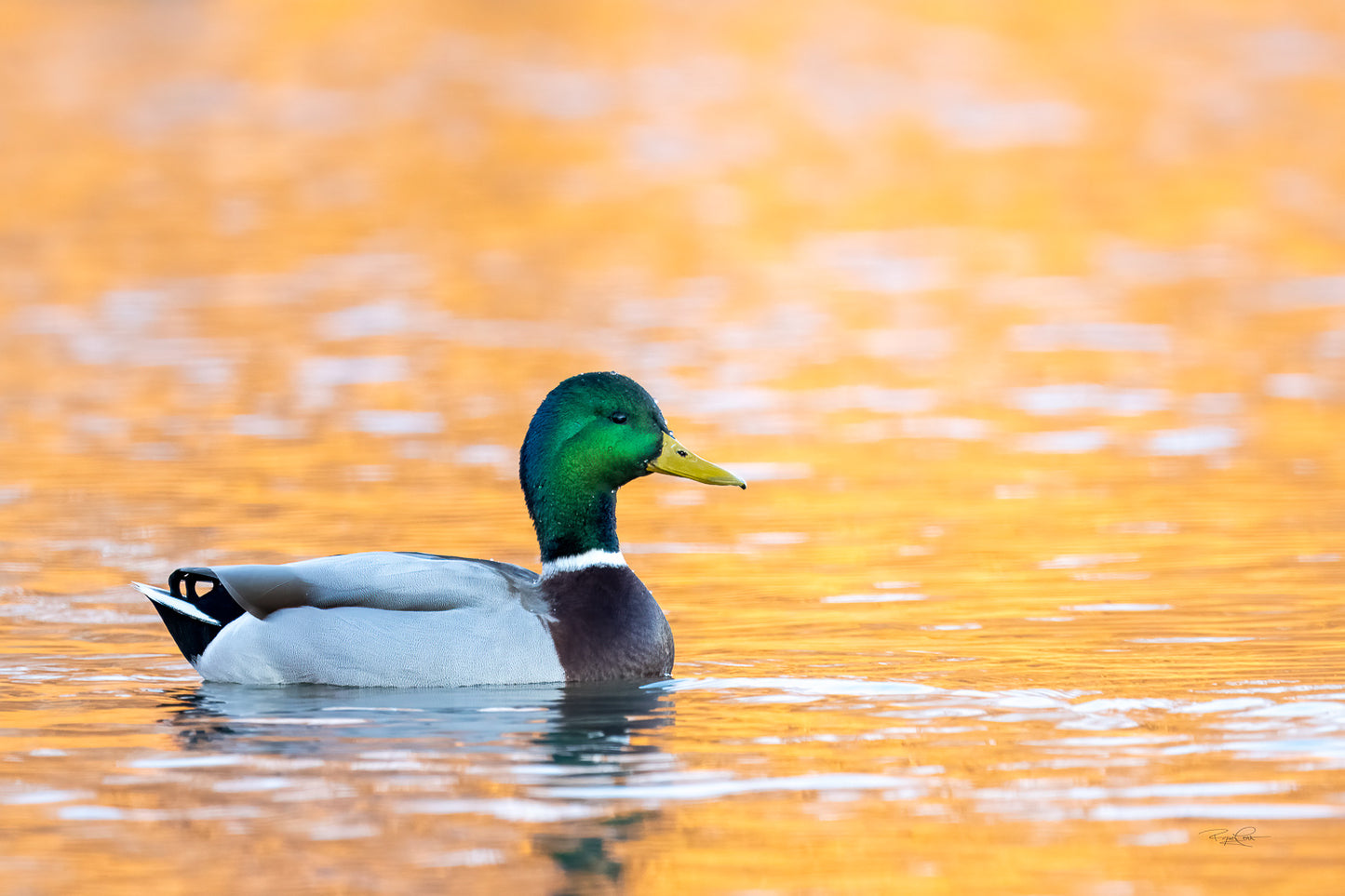 The Gilded Drake — A single male Mallard duck with an emerald green head floating in profile on water reflecting bright orange and gold sunset light.