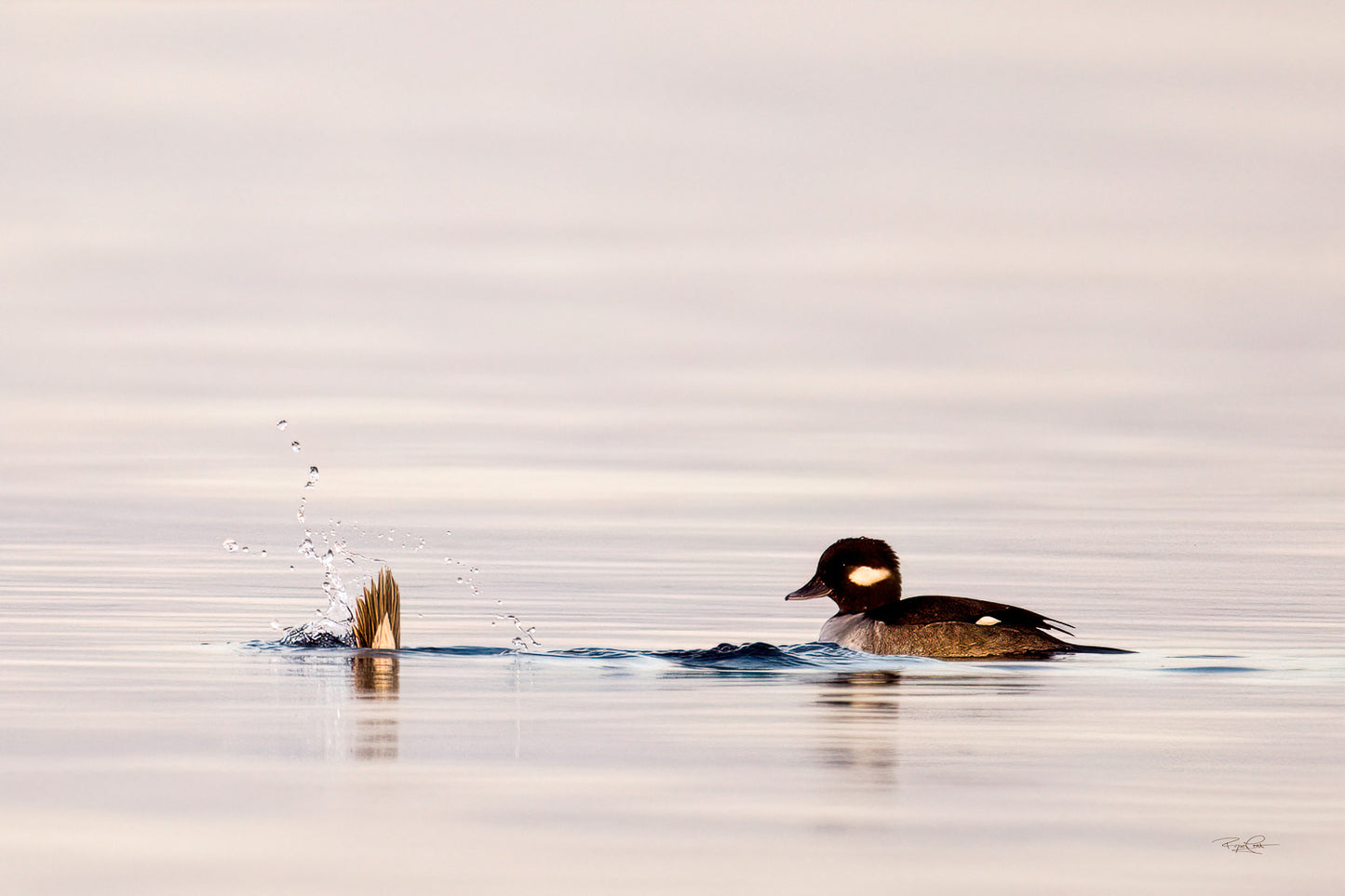 The Vanishing Act — A female Bufflehead duck floating on pale, high-key water, watching the tail feathers and splash of another duck diving beneath the surface next to her.