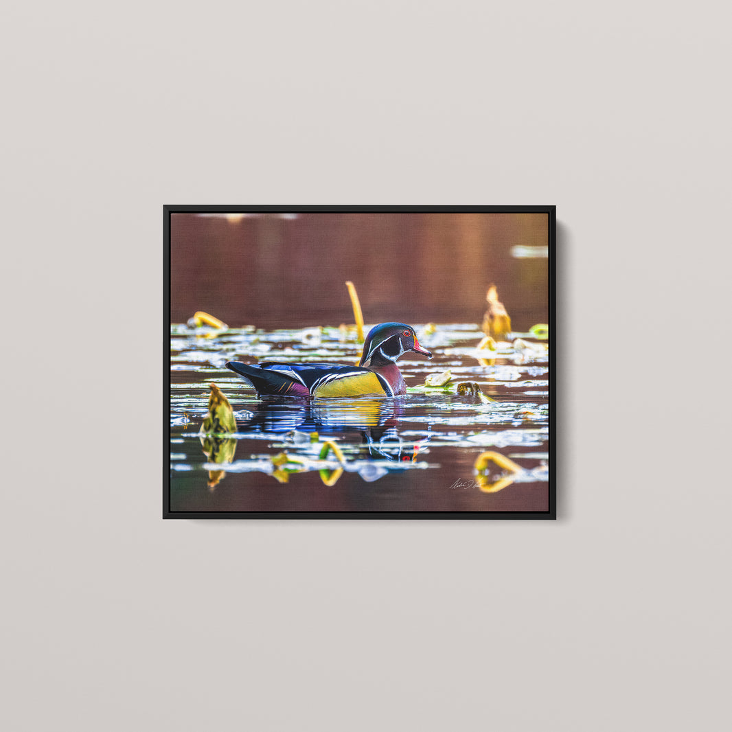 The Painted Drake (Open Edition) — Black framed canvas mockup