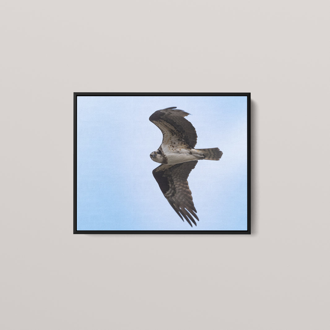 The Osprey's Stare — Black framed canvas mockup