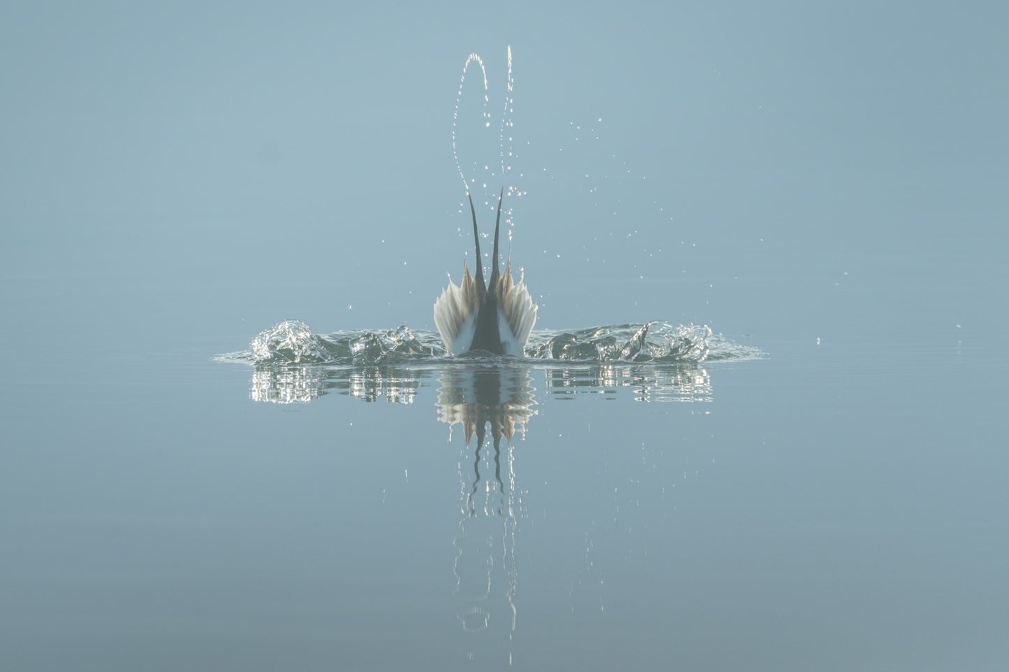 A diving duck disappearing into mirror-calm pale blue water, only its pointed tail and wingtips above the surface with a thin arc of water and a reflection below.
