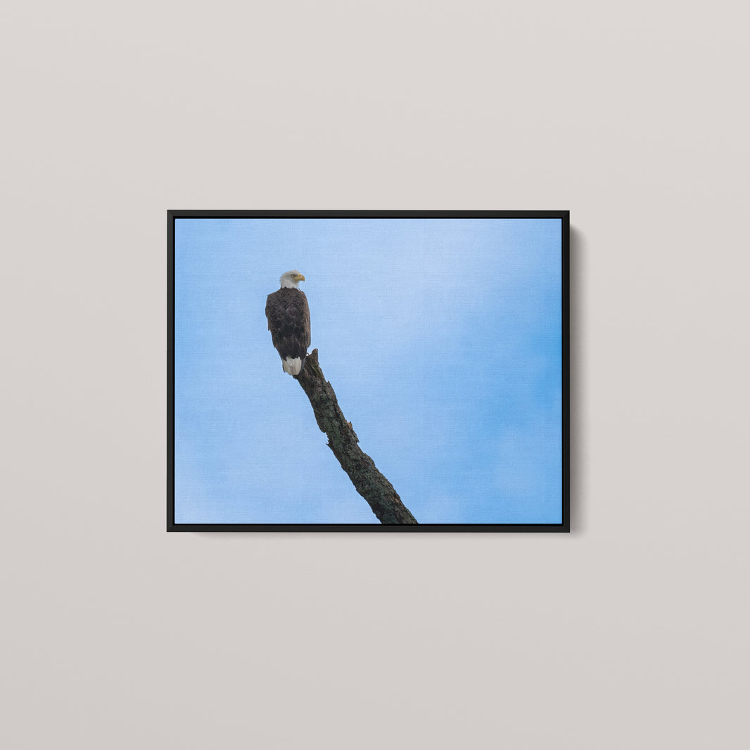 Eagle's Pride — Black framed canvas mockup