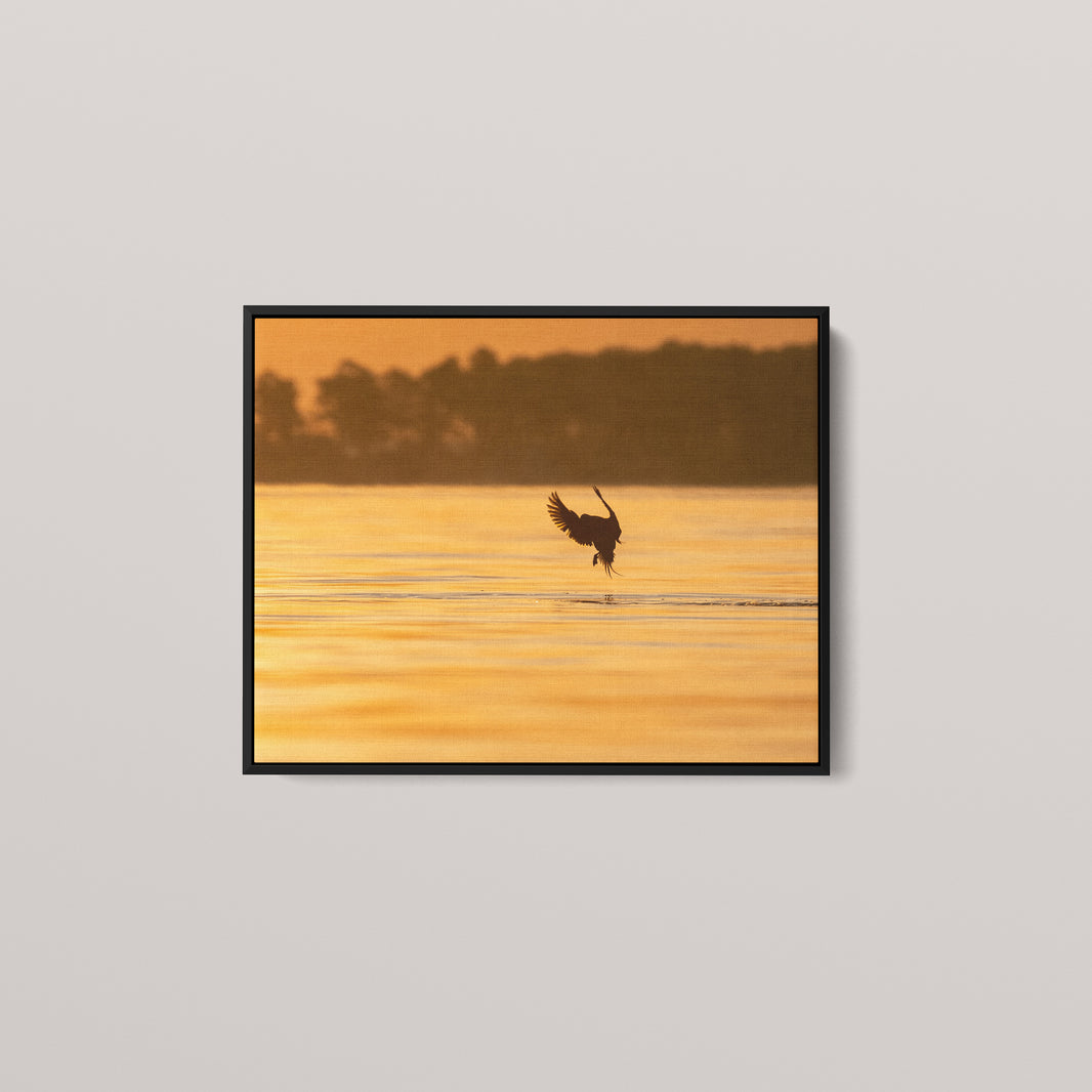 Longtail Sunrise — Black framed canvas mockup