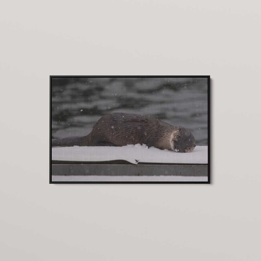 Otter Snow Nap — Black framed canvas mockup