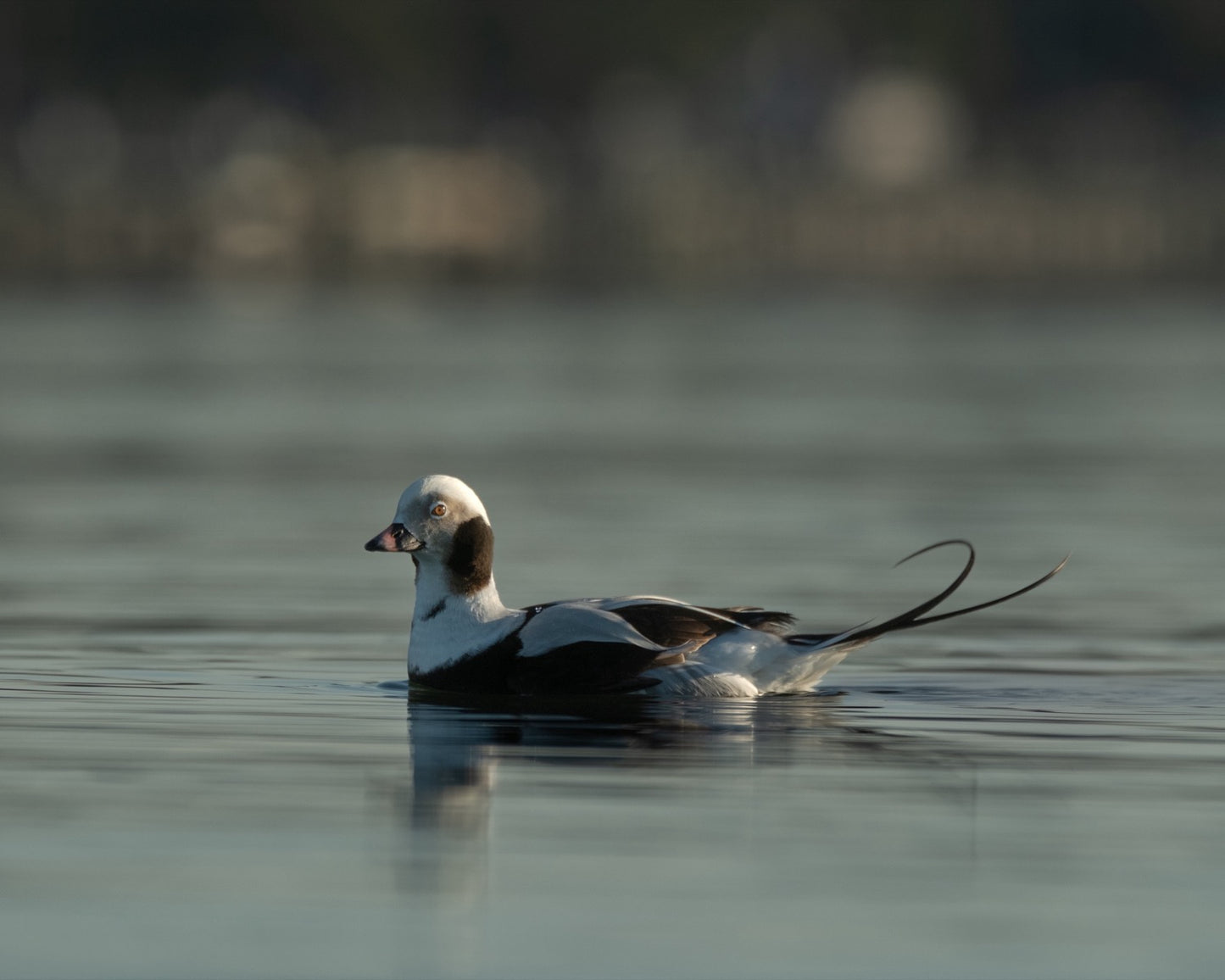 A drake long-tailed duck swimming on calm blue-green water in profile with its long central tail feather curling upward.