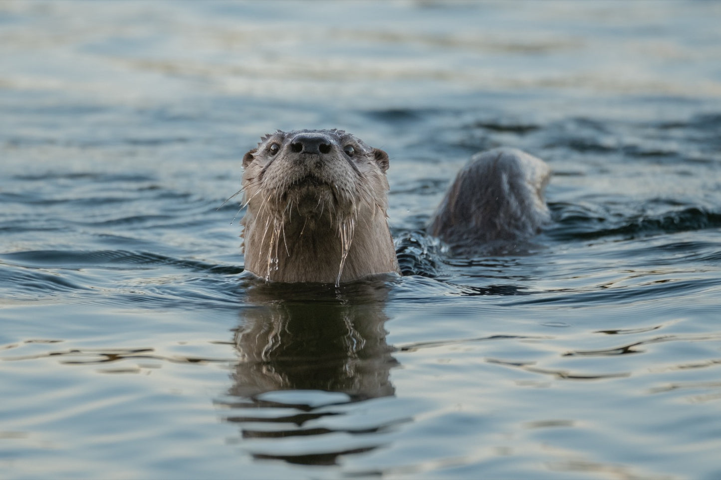 A river otter lifting its head from rippled water to look toward the camera, an arched back breaking the water behind it.
