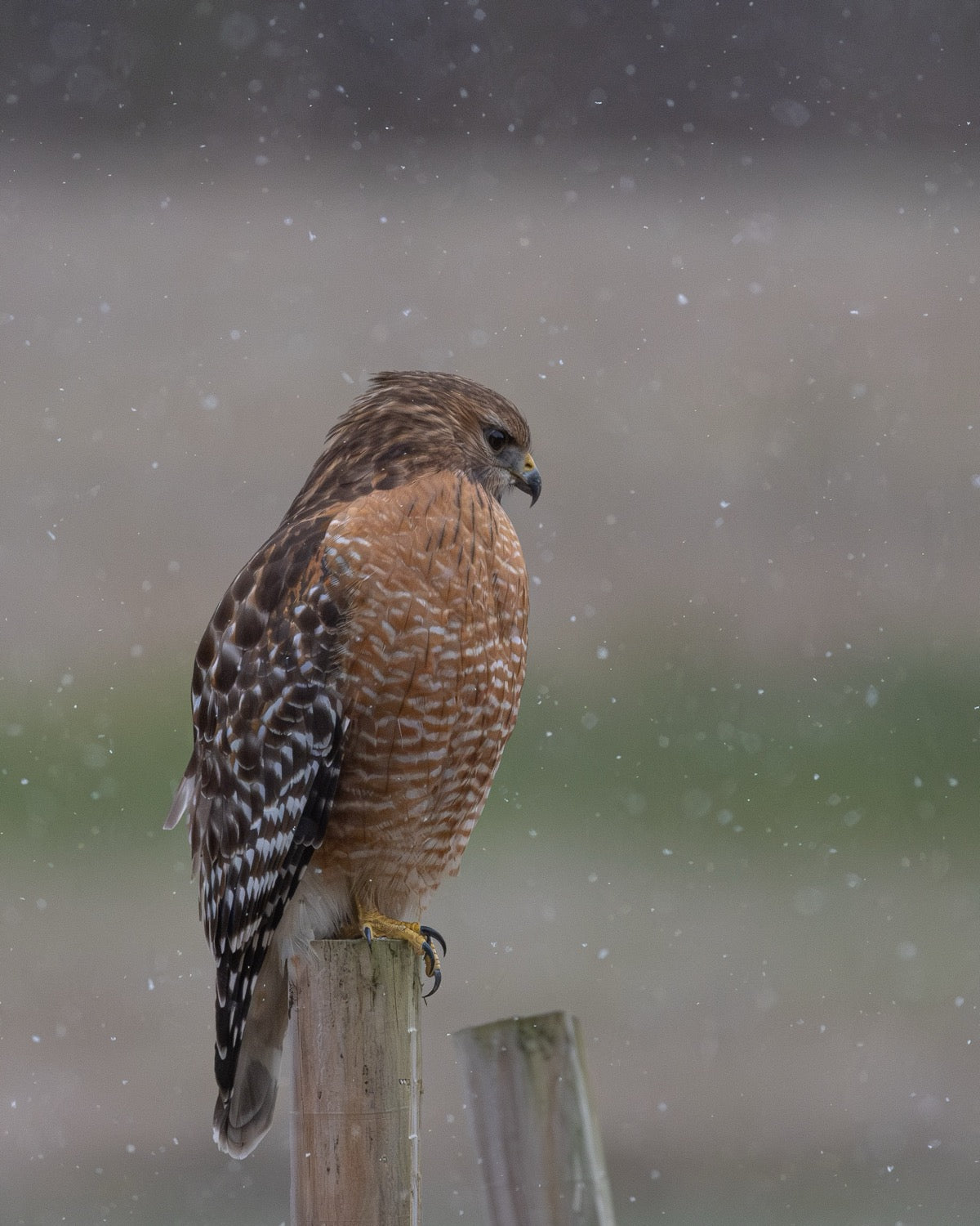 A red-shouldered hawk with rusty barred breast perched in profile on a weathered fence post as snow falls across a muted gray field.