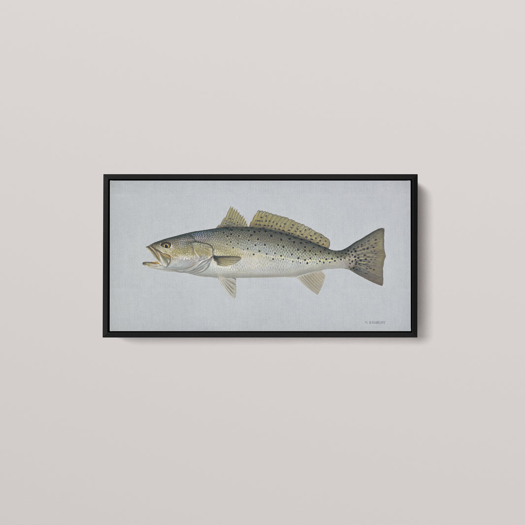 Speckled Sea Trout framed canvas mockup