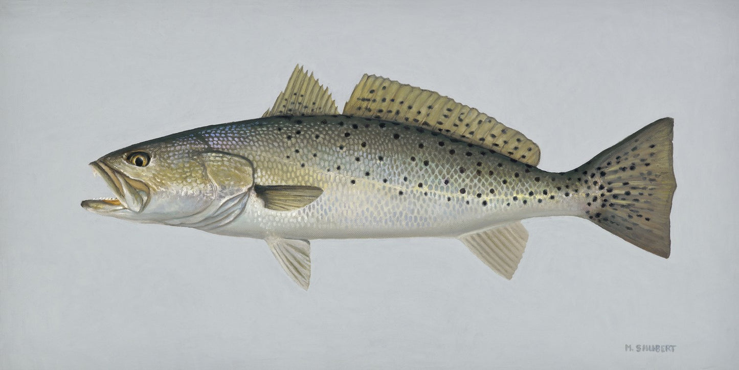 Original artwork - Speckled Sea Trout by Marty Shubert