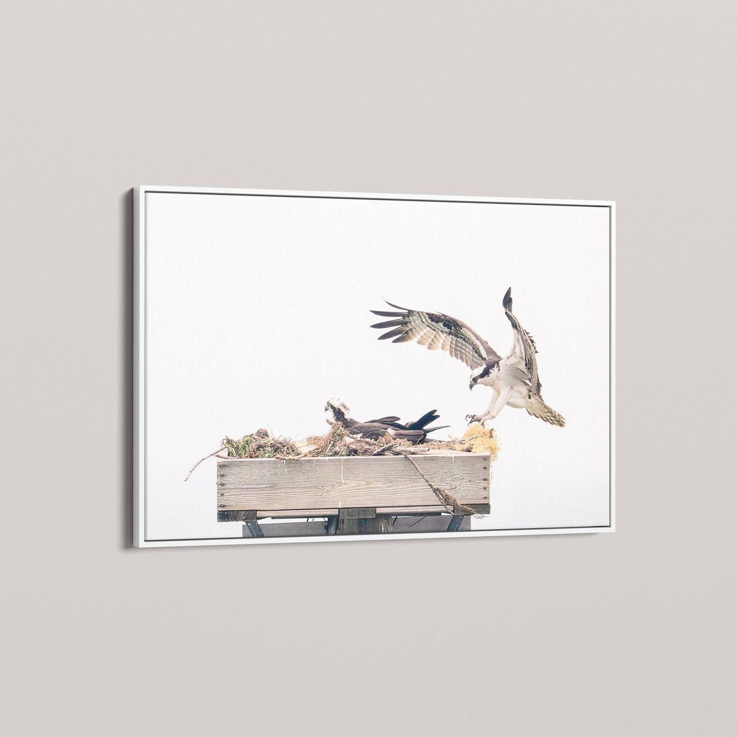 Ospreys of the Chesapeake — fine art prints