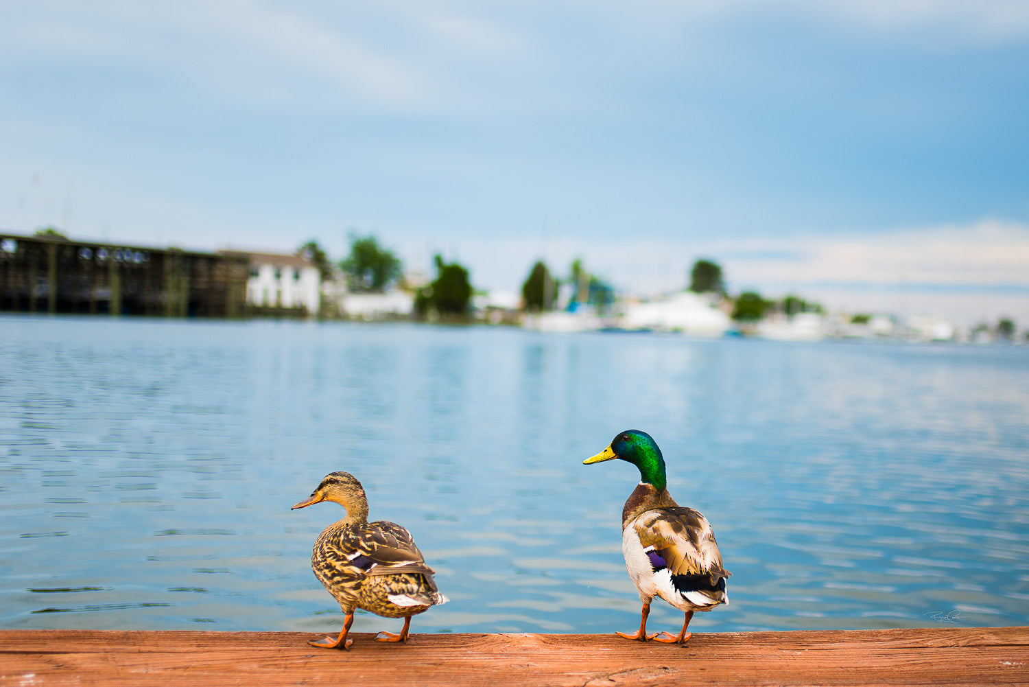 Harbor Companions — A male and female mallard duck standing together on a wooden dock overlooking a calm blue harbor with a soft-focus coastal background.