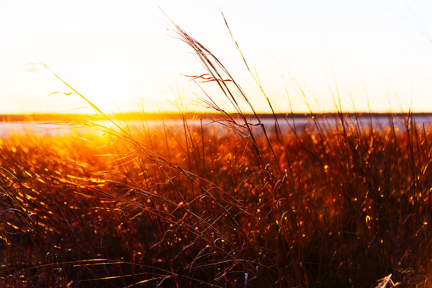 Ember Tide — Close-up of tall marsh grass illuminated by a bright orange sunset over the Chesapeake Bay, creating a glowing, fiery effect across the shoreline.