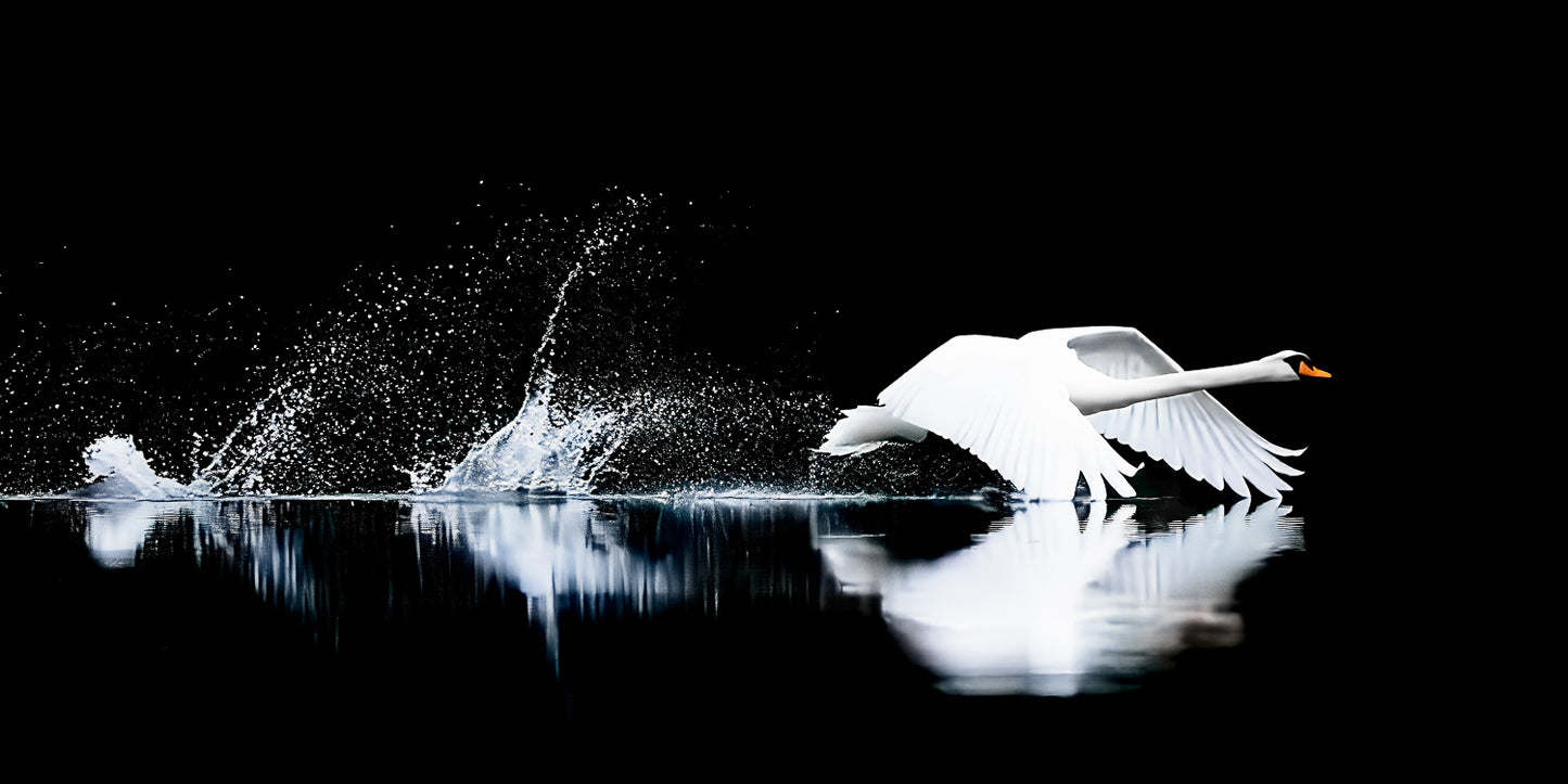 The Low Ascent — A low-profile action shot of a white Mute Swan skimming the surface of dark water during takeoff, with wide wings spread and a dramatic trail of white water splashes against a black background.