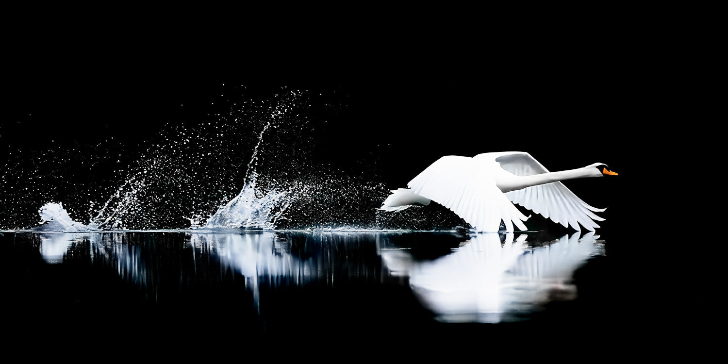 The Low Ascent — A low-profile action shot of a white Mute Swan skimming the surface of dark water during takeoff, with wide wings spread and a dramatic trail of white water splashes against a black background.