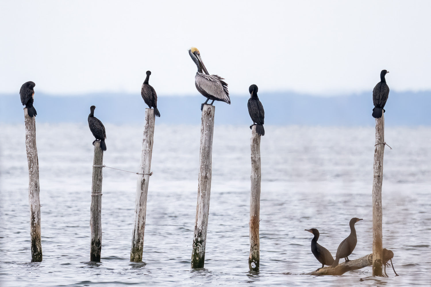 The Coastal Council — A Brown Pelican perched on a tall wooden piling in the center of a group of Double-crested Cormorants, all resting on varying heights of pilings against a grey, overcast sky.