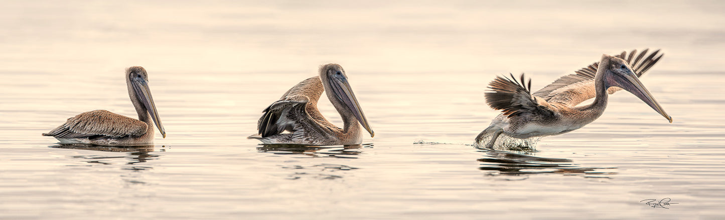 The Takeoff — A three-frame composite photograph showing a single Brown Pelican transitioning from floating on calm water to spreading its wings and taking flight during a golden hour sunset.