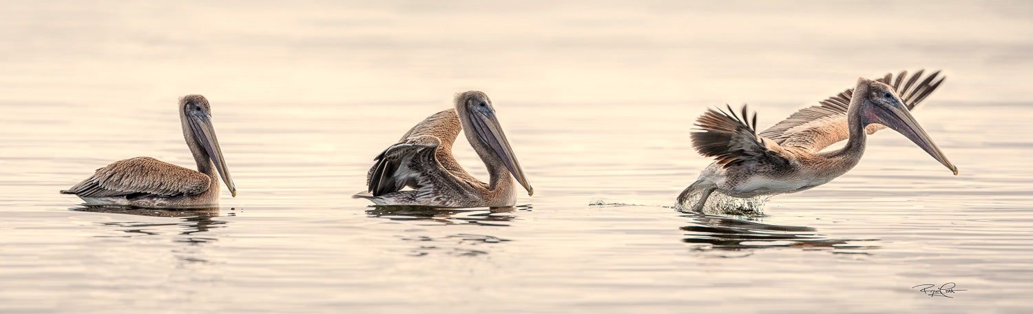 The Takeoff — A three-frame composite photograph showing a single Brown Pelican transitioning from floating on calm water to spreading its wings and taking flight during a golden hour sunset.
