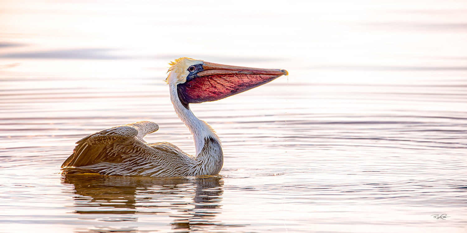The Golden Gular — A profile shot of a Brown Pelican floating on high-key water, with its beak closed but the large throat pouch expanded and translucent, illuminated by golden sunlight from behind.