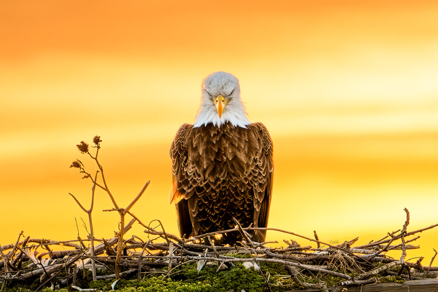 The Golden Benediction — A symmetrical portrait of a Bald Eagle in its nest with eyes closed, backlit by a vibrant, orange-gold sunset.