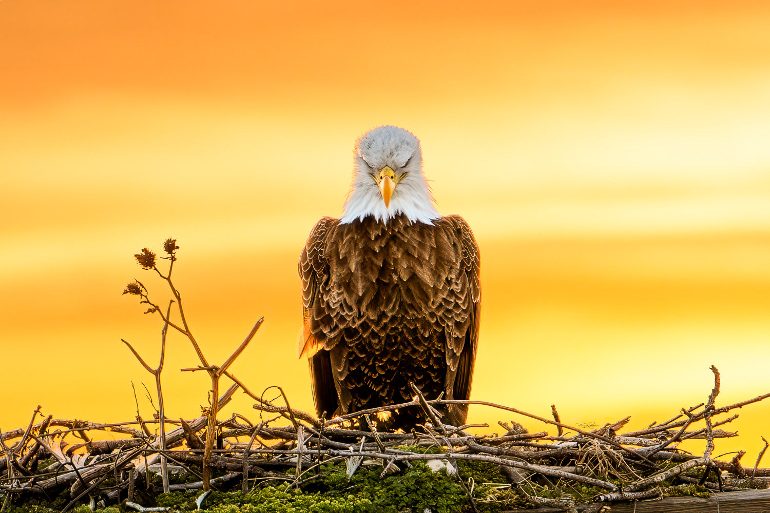 The Golden Benediction — A symmetrical portrait of a Bald Eagle in its nest with eyes closed, backlit by a vibrant, orange-gold sunset.