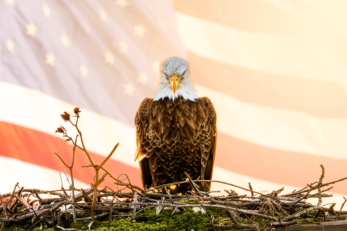 Liberty's Watch — A symmetrical portrait of a Bald Eagle in its nest staring directly at the viewer, composited with a flowing American flag background and warm sunset backlighting.