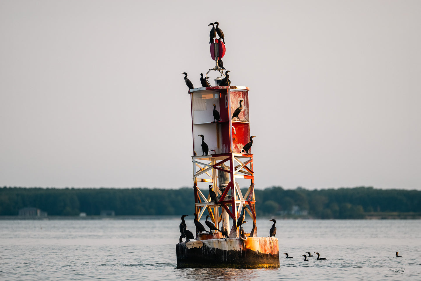 The Iron Rookery — A red and white metal channel marker buoy in the middle of a river, covered with nearly a dozen Double-crested Cormorants perched at various levels, with a treelined shore in the distance.