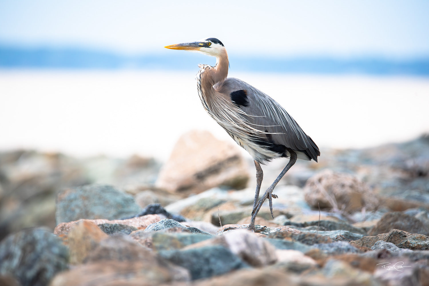The Stone Sentinel — A profile shot of a Great Blue Heron standing on a rocky shoreline with a soft-focus blue and white background of the Chesapeake Bay.
