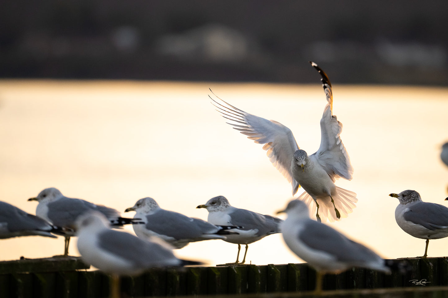 The Final Approach — A Ring-billed Gull with wings arched high and talons dropped, captured in the final second before landing on a wooden pier among other gulls, with a bright golden sunset reflecting off the water behind it.