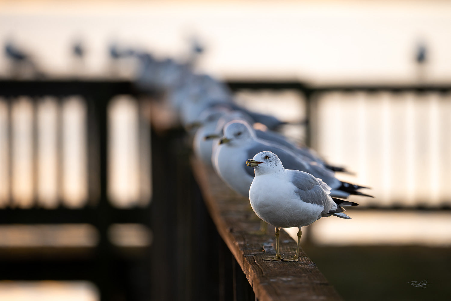 The Infinite Line — A shallow depth-of-field shot looking down a wooden pier railing, with one Ring-billed Gull in sharp focus in the foreground and a long line of blurred gulls extending into the background.