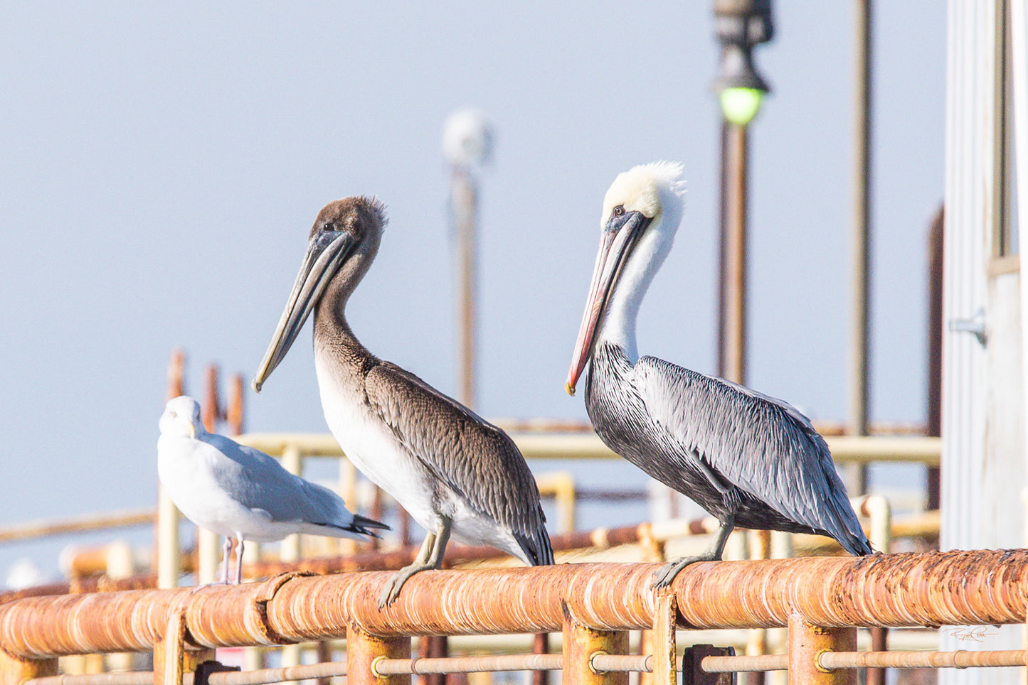 The Pier Council — An adult and juvenile Brown Pelican perched together on a rusted orange railing with a white seagull standing nearby against a bright, clear sky.
