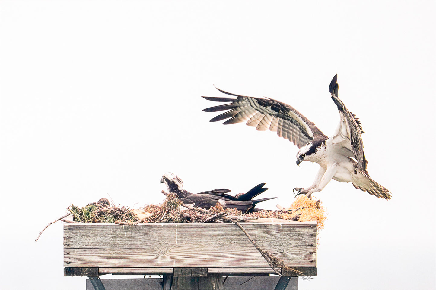 The Homecoming — An Osprey with wings fully extended for a landing on a wooden nesting platform, where another Osprey is already perched, set against a bright, high-key white sky.