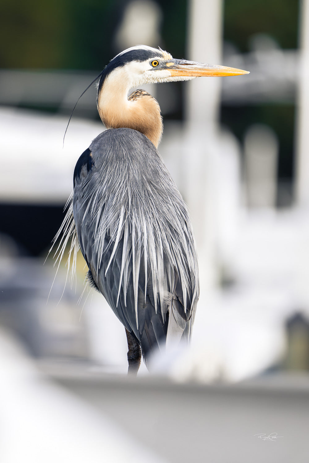 The Harbormaster