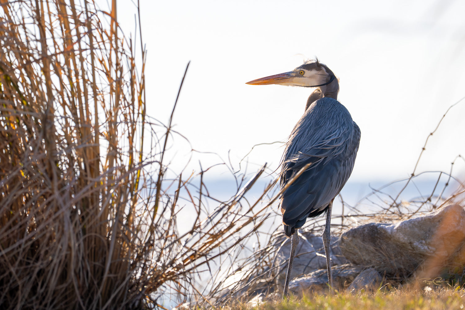 The Windswept Watch — A Great Blue Heron standing on a rocky bank, its slate-blue feathers ruffled by the wind, looking out past tall dried marsh grass against a bright, high-key background.