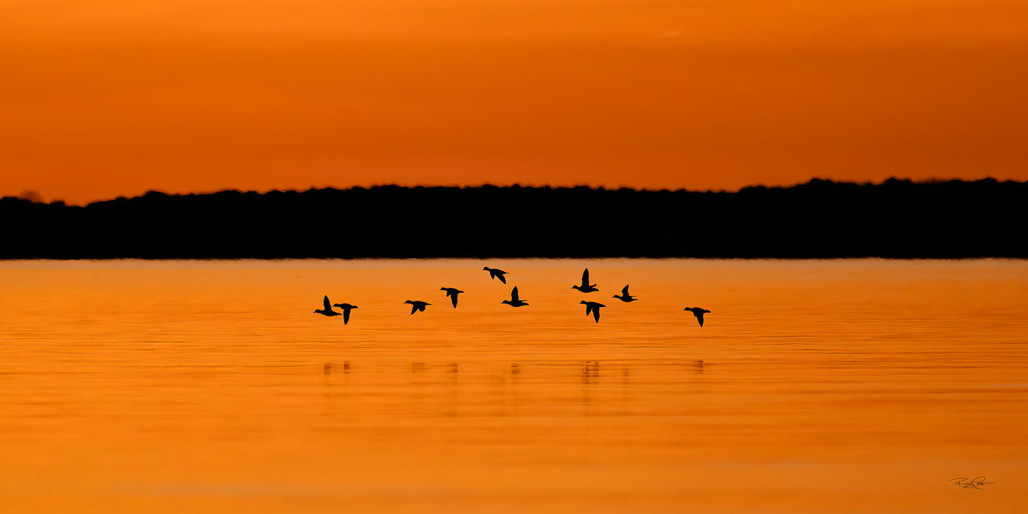 The Golden Crossing — A panoramic silhouette of a flock of ducks flying low in formation over calm water, set against a vibrant, solid orange sunset sky and a dark distant shoreline.