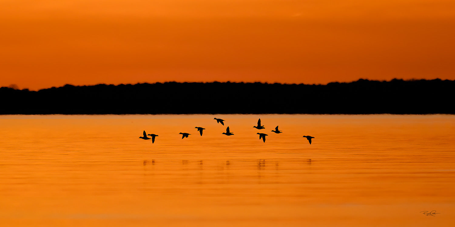 The Golden Crossing — A panoramic silhouette of a flock of ducks flying low in formation over calm water, set against a vibrant, solid orange sunset sky and a dark distant shoreline.