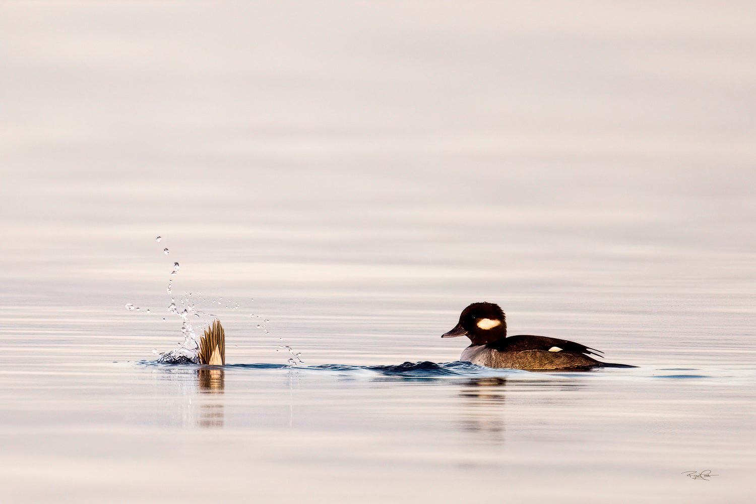 The Vanishing Act — A female Bufflehead duck floating on pale, high-key water, watching the tail feathers and splash of another duck diving beneath the surface next to her.
