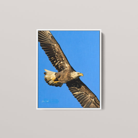 The Sovereign (1 of 50 Limited Edition)