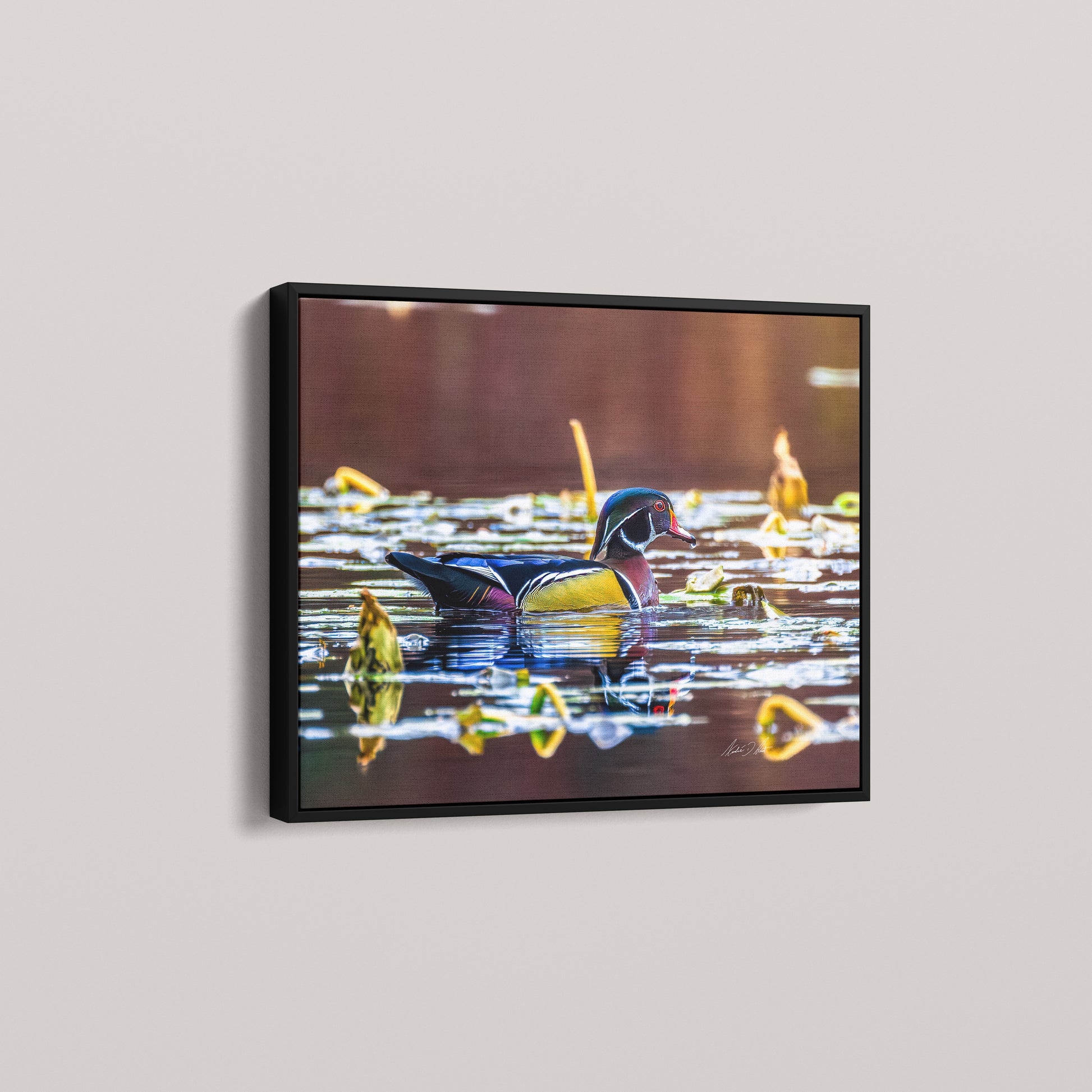 The Painted Drake (Open Edition) — Black framed canvas mockup