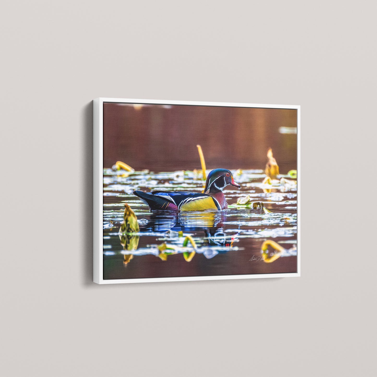 The Painted Drake (Open Edition) — White framed canvas mockup