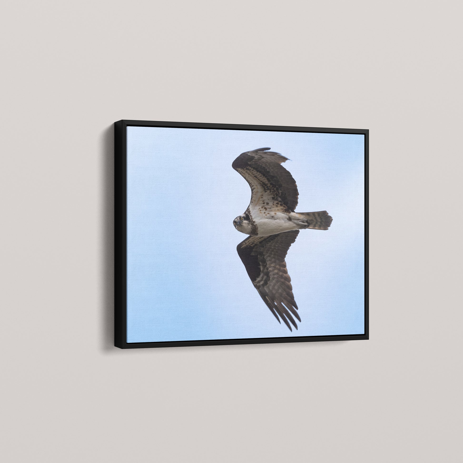 The Osprey's Stare — angled-black view