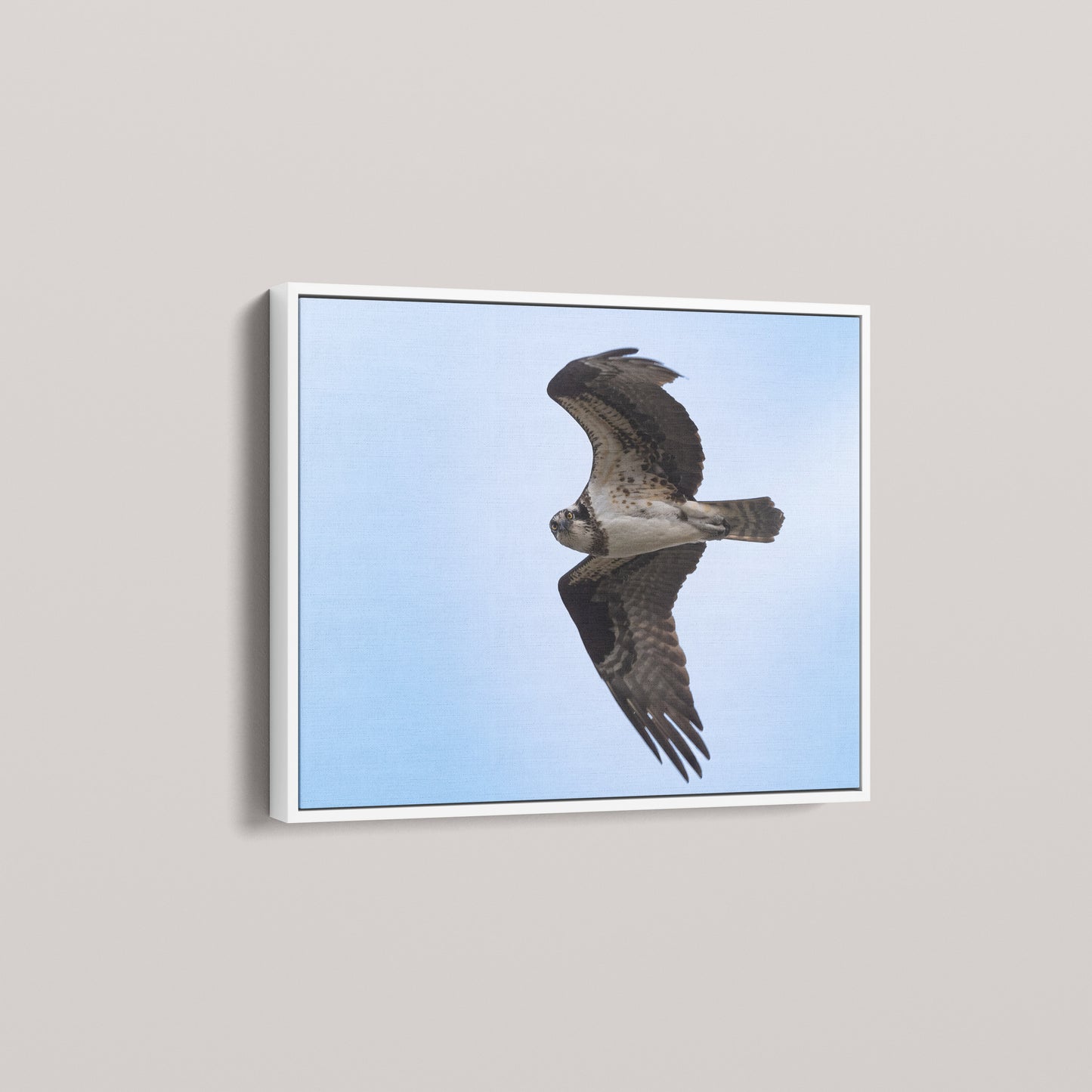 The Osprey's Stare — angled-white view
