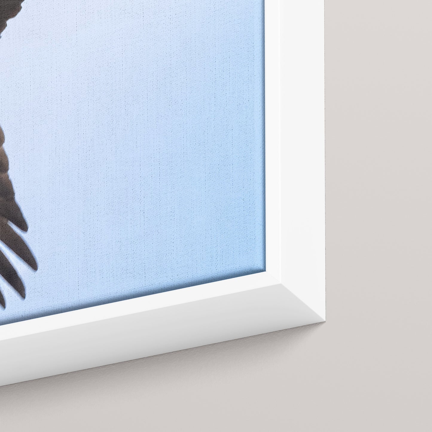 The Osprey's Stare — closeup3-white view